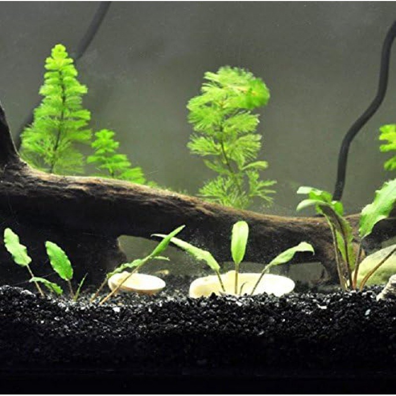 Aquasoil Substrate - 300g Gorgeous Aquarium Decoration - Aquarium