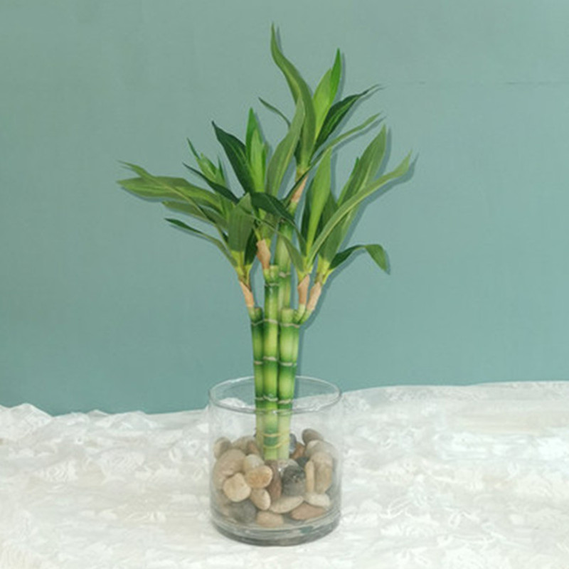 Aquarium Plant In Pot - New 40cm Artificial Lucky Bamboo Succulent