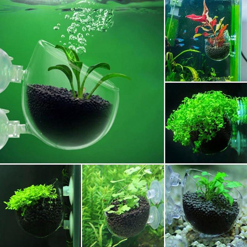 Aquarium Plant Pot Glass Cylin - огляд і ціна Aquarium Plant Seeds
