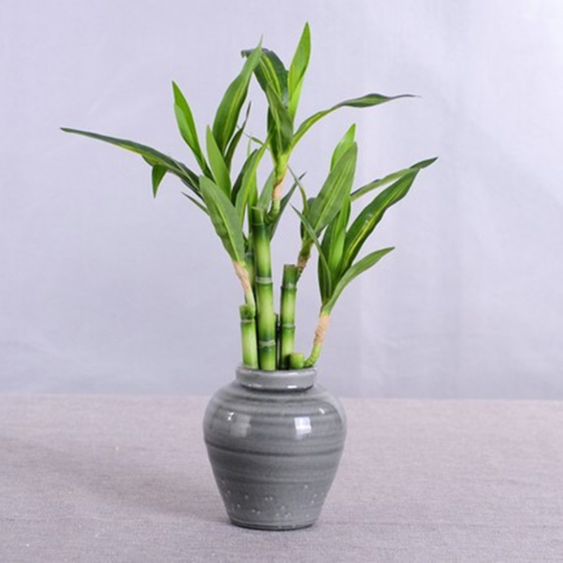 New 40cm Artificial Lucky Bamb - огляд і ціна Aquarium Plant In Pot