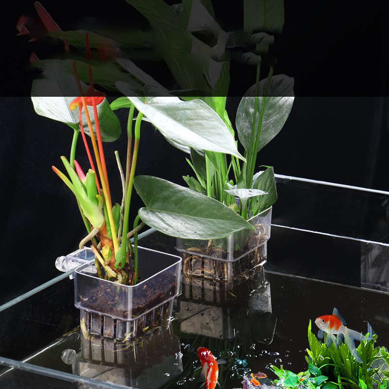 1Pc Aquarium Hydroponic Plant  - огляд і ціна Aquarium Plant Seeds