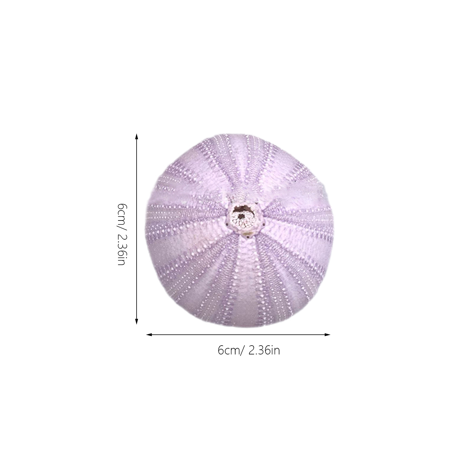 6Pcs Sea Urchin Shell Decor Na - огляд і ціна Aquarium Plant In Pot