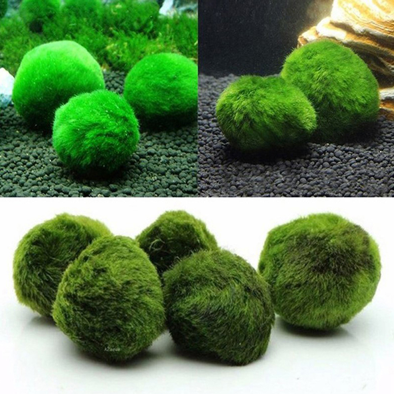 Marimo Moss Balls Live Aquariu - огляд і ціна Planted Aquarium Algae