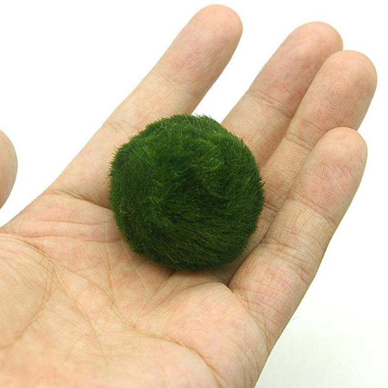 Marimo Moss Balls Live Aquariu - огляд і ціна Planted Aquarium Algae