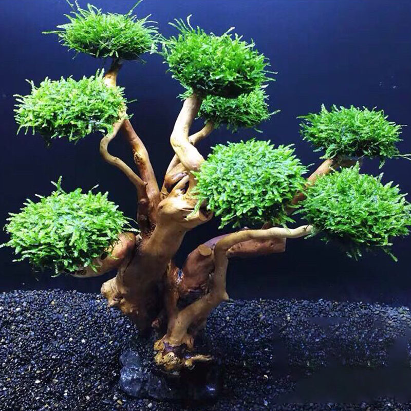 Fish tank greening wood frame  - огляд і ціна Aquarium Planted Wood