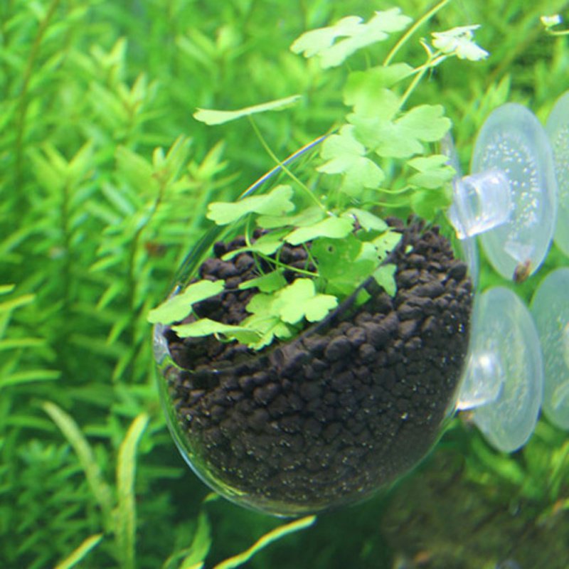 Aquarium Hanging Plant Pot Gla - огляд і ціна Aquarium Plant Seeds