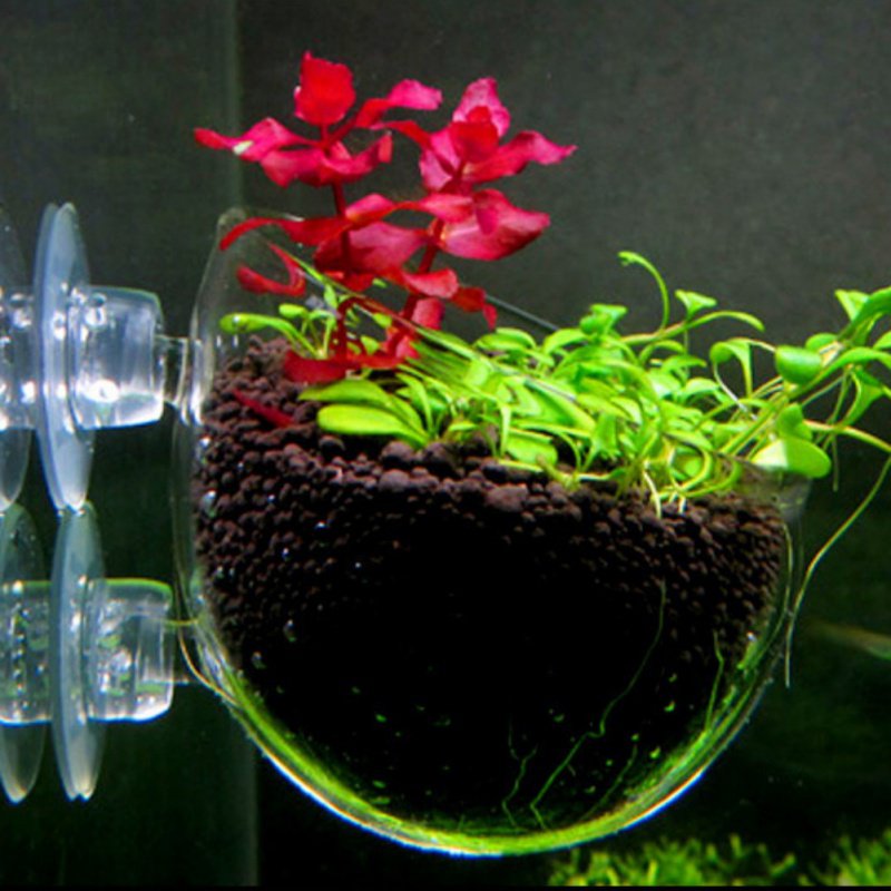 Aquarium Hanging Plant Pot Gla - огляд і ціна Aquarium Plant Seeds