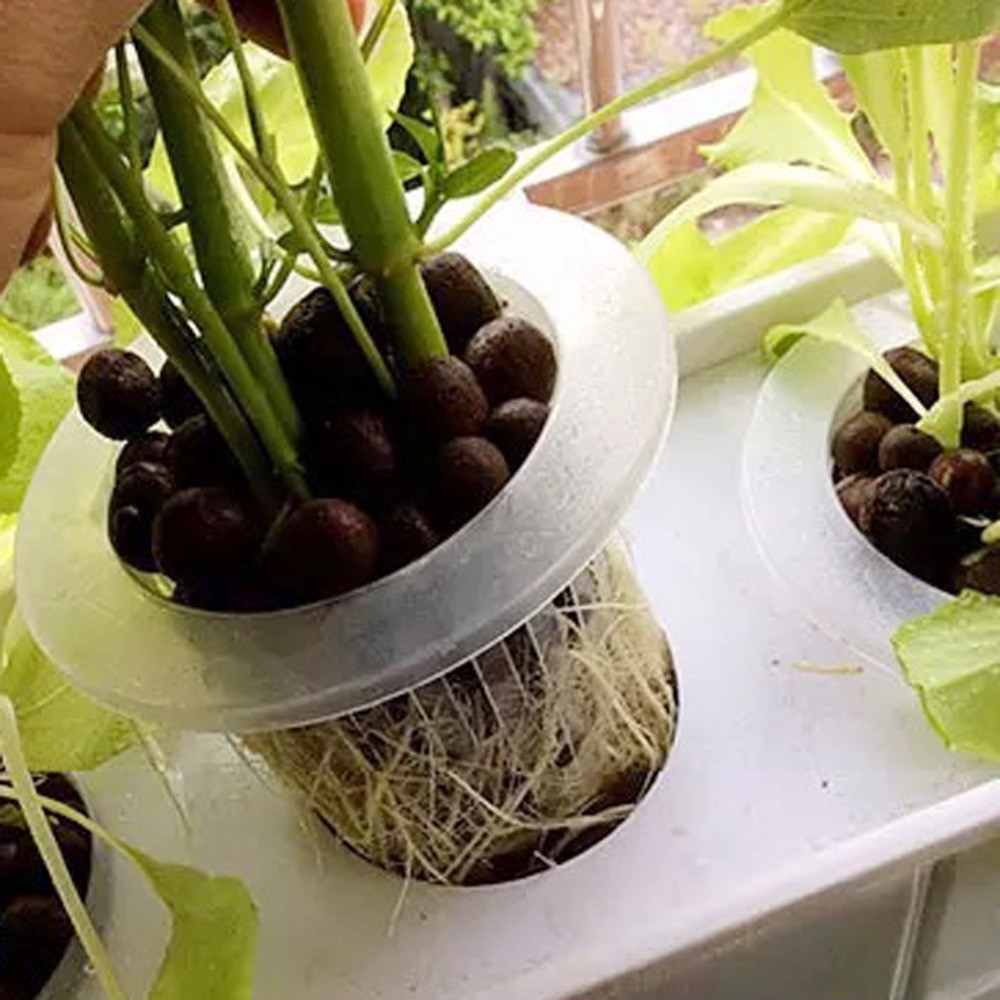 10/50pcs Durable Planting Aqua - огляд і ціна Aquarium Plant Seeds